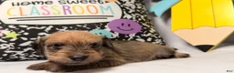 Mixed Breed dogs for sale: Grumpy  - Ad 3