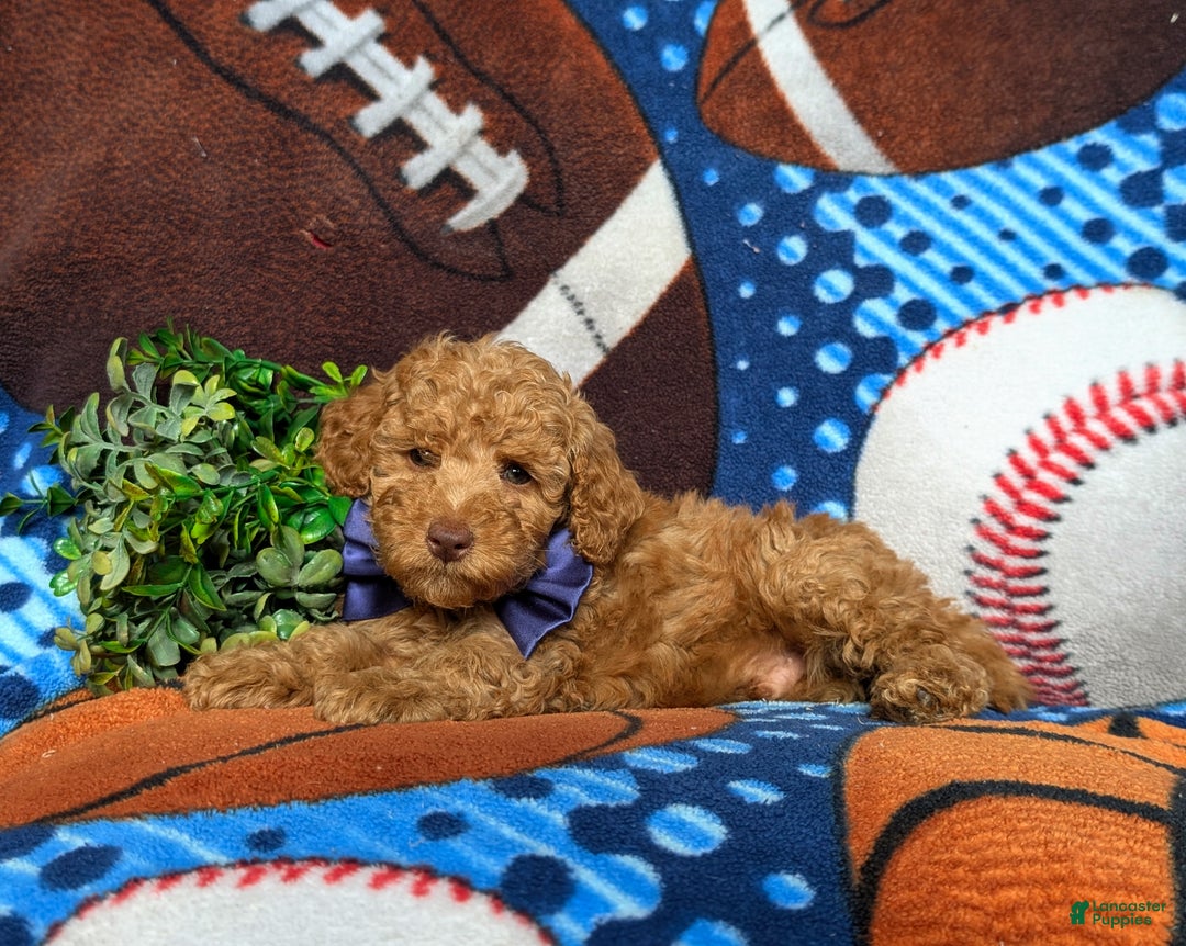 Miniature Poodle dogs for sale: Mable - Ad 8