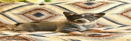 Australian Cattle Dog dogs for sale: Leo  - Ad 2
