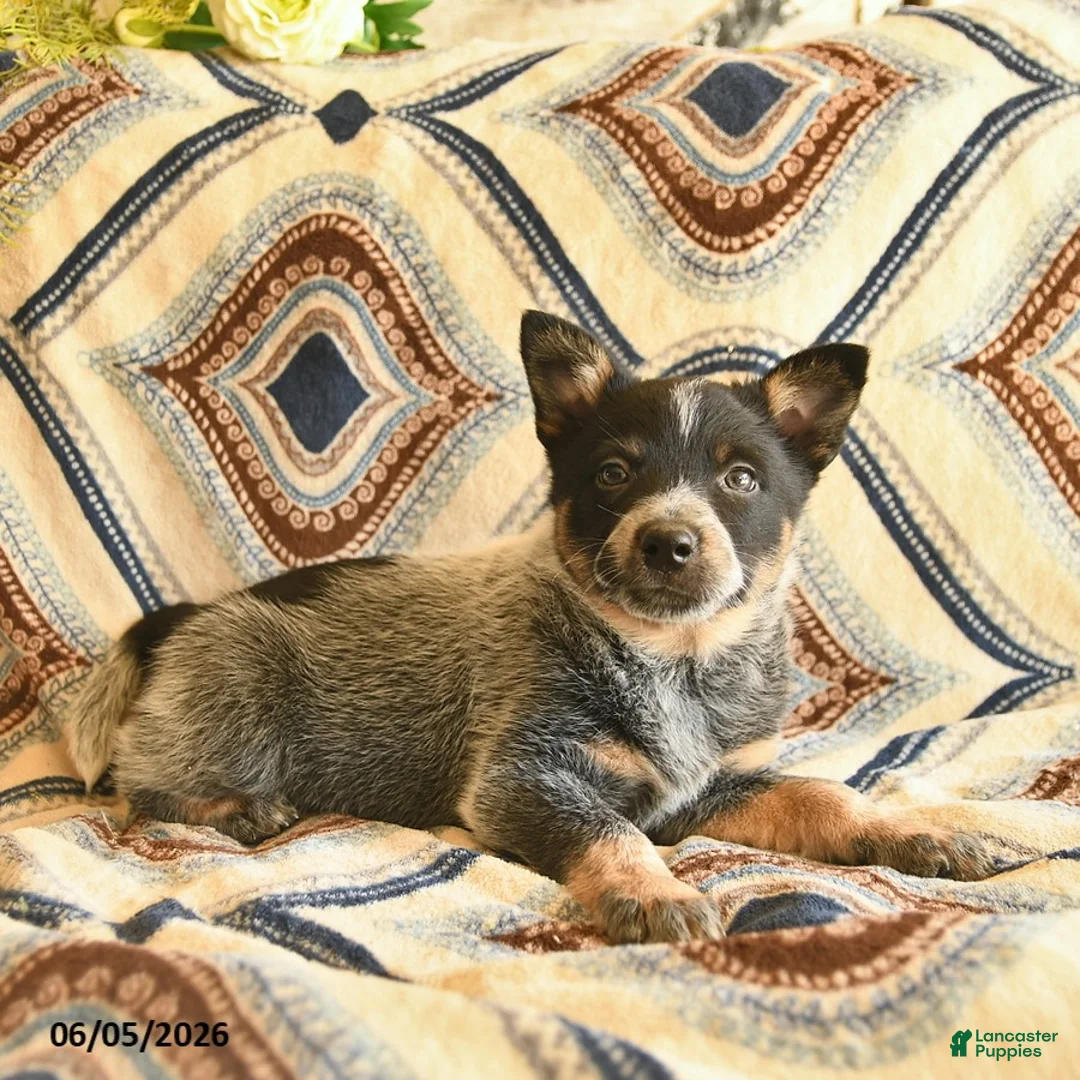 Australian Cattle Dog dogs for sale: Leo  - Ad 2