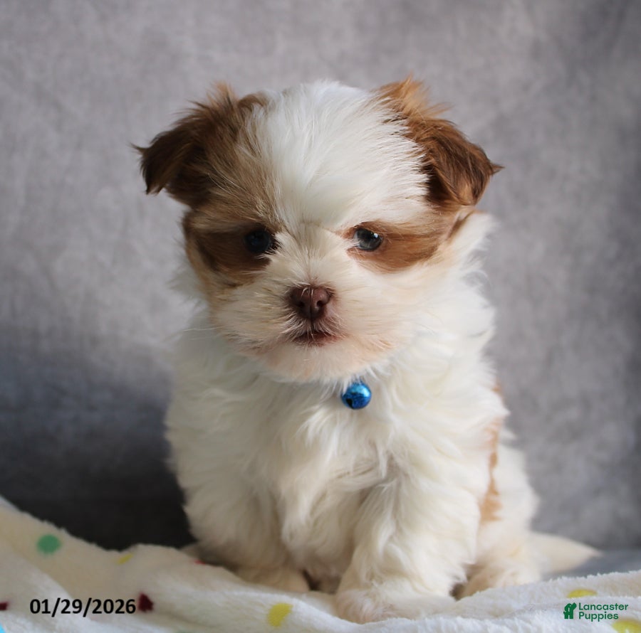 Malshi dogs Leo - Ad 1