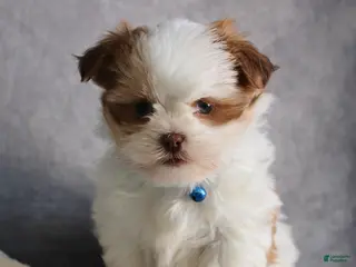 Malshi dogs Leo - Ad 1