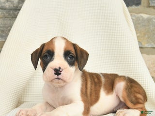 Boxer dogs Winter - Ad 15