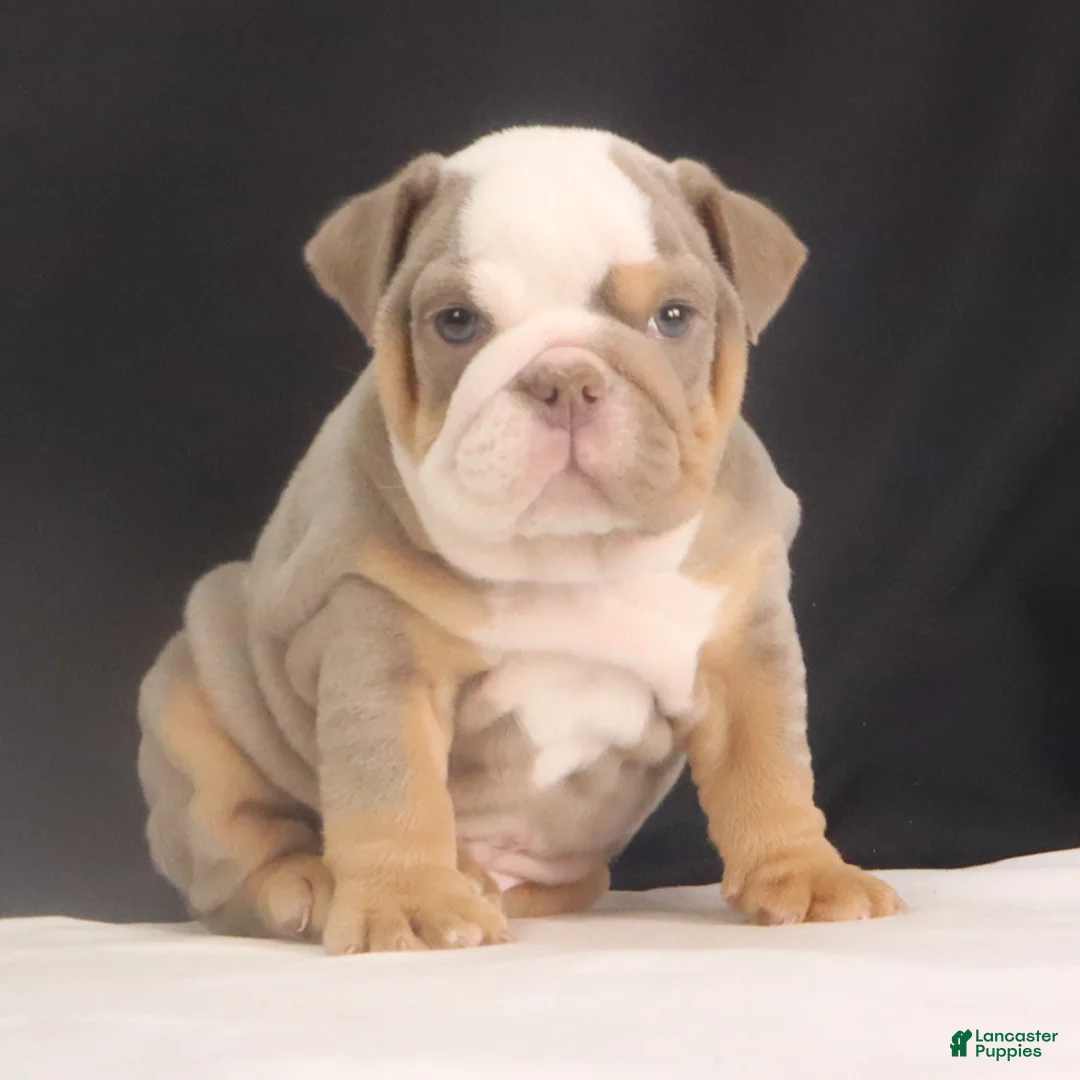English Bulldog dogs for sale: Tyler - Ad 9