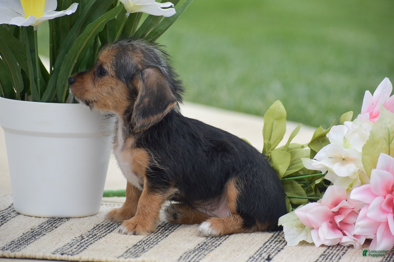 Dorkie dogs Lavender - Ad 2