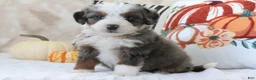 Mini Bernedoodle dogs for sale: Tommy - Ad 2