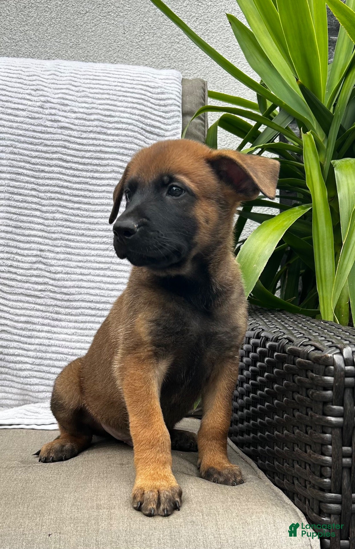 Belgian Malinois dogs Brutus - Ad 1