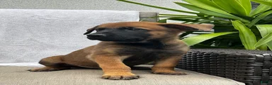 Brutus