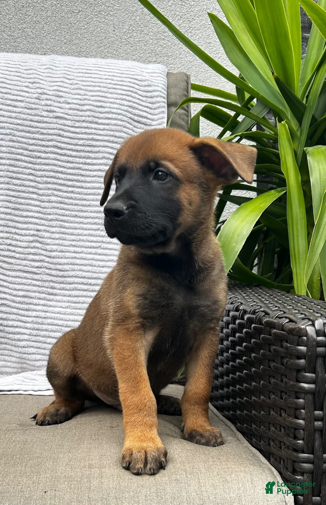 Belgian Malinois dogs for sale: Brutus - Ad 1