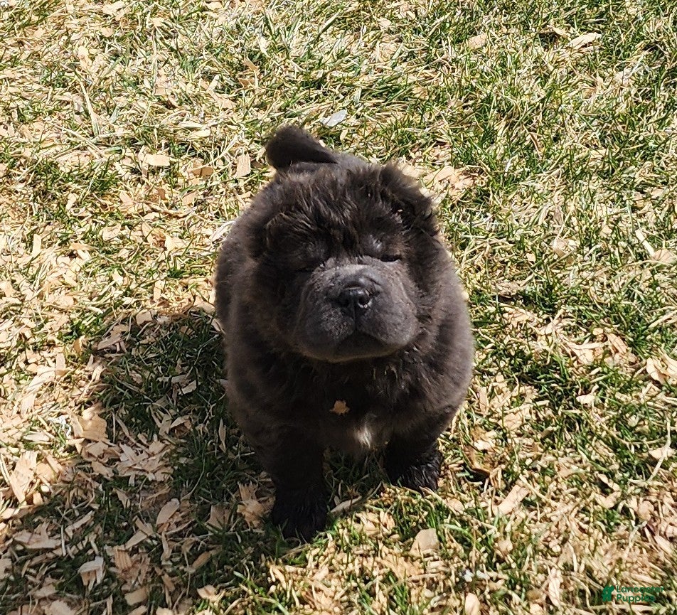 Shar Pei dogs Blue bear mini - Ad 2