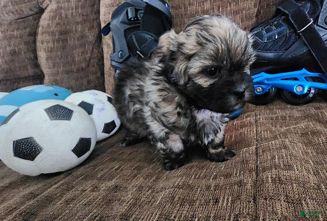 Shihpoo dogs for sale: IKARUS  - Ad 2