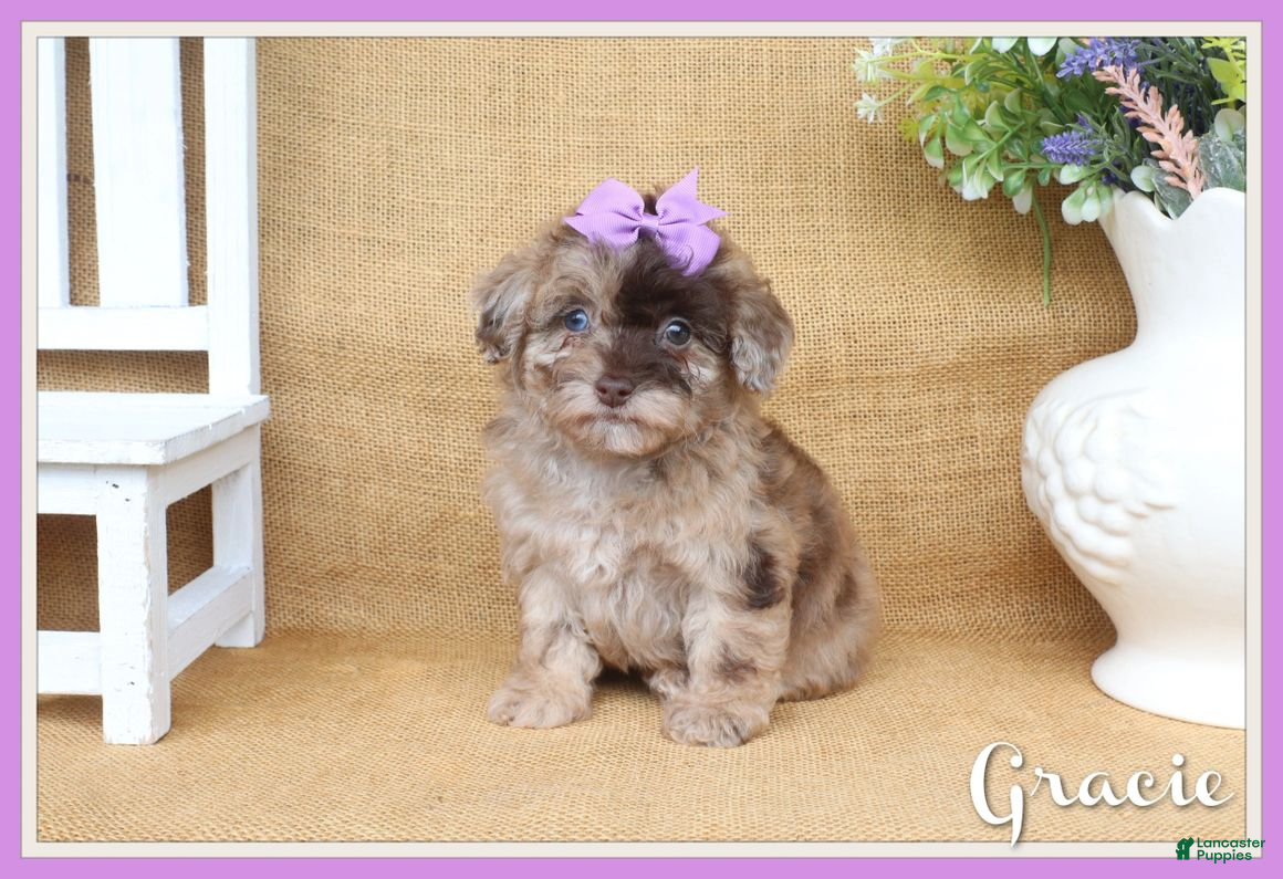 Toy Poodle dogs Gracie - Ad 1
