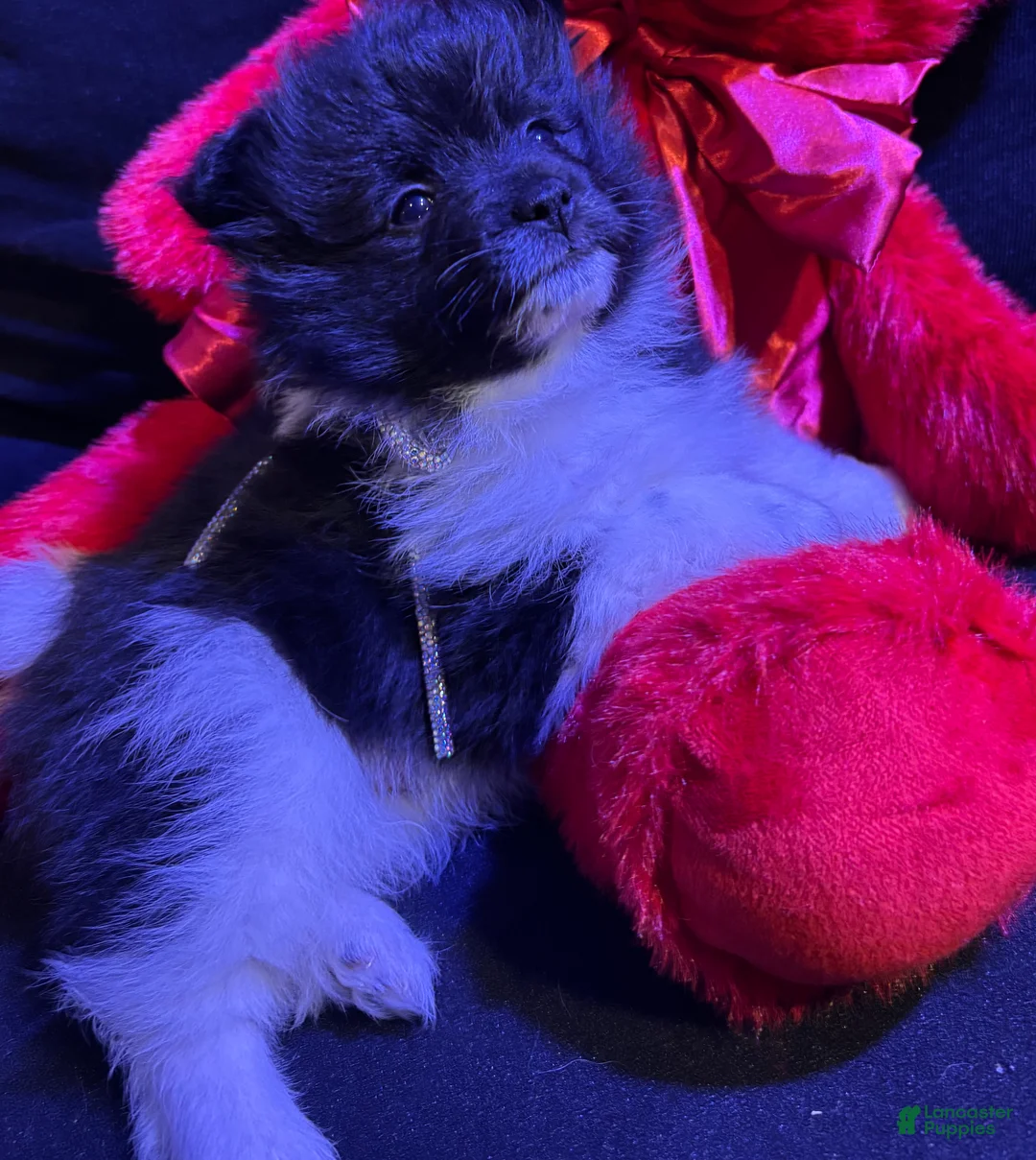 Pomeranian dogs for sale: Champ - Ad 4