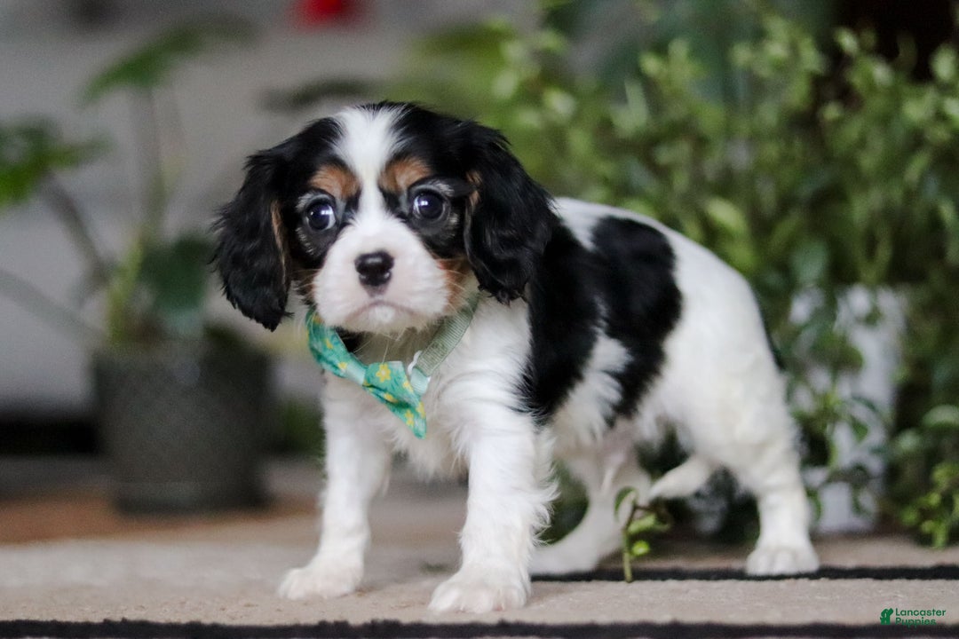 Cavalier King Charles Spaniel dogs for sale: Shawn - Ad 3