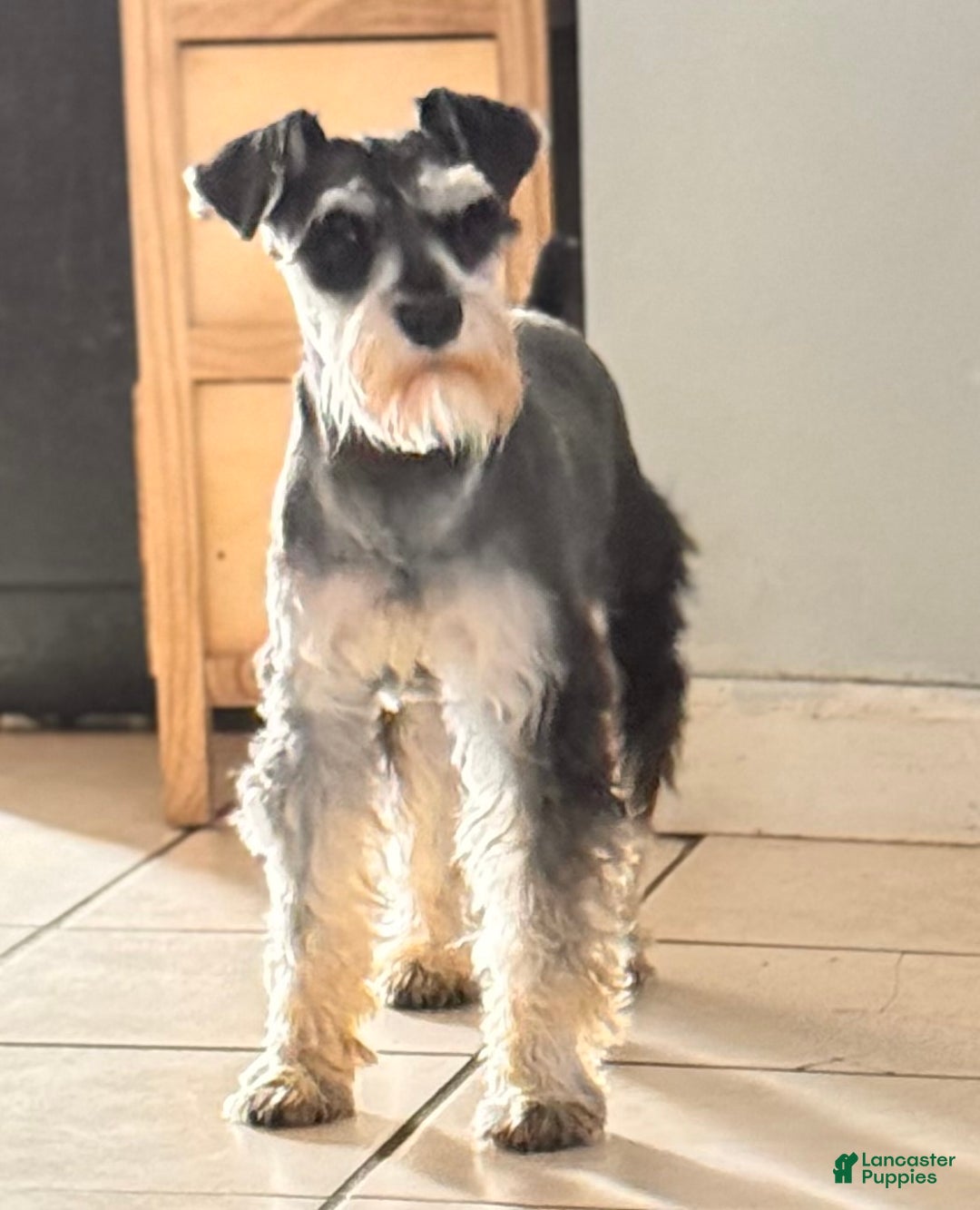 Miniature Schnauzer dogs for sale: Miniature Schnauzer Puppy 3 - Ad 5