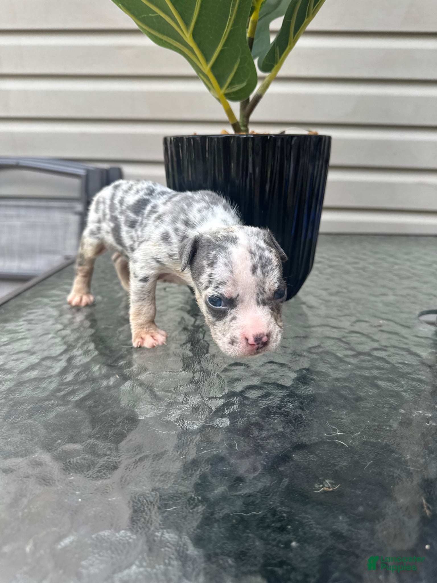 American Bully dogs American Bully 4 - Ad 9