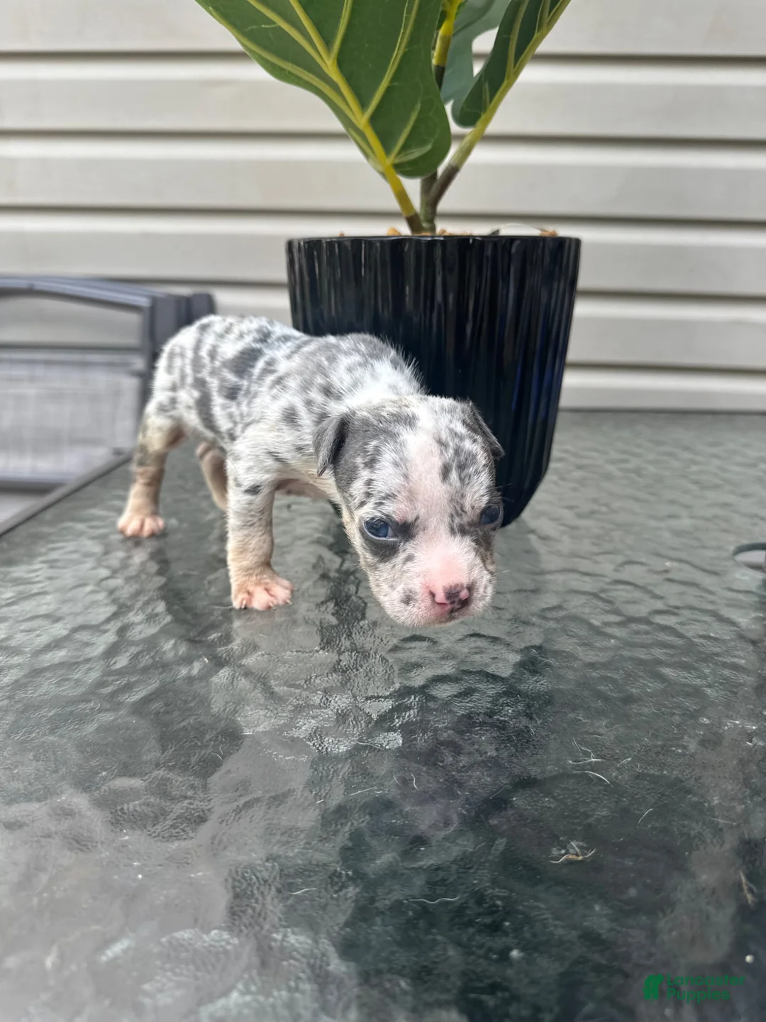 American Bully dogs for sale: American Bully 4 - Ad 1