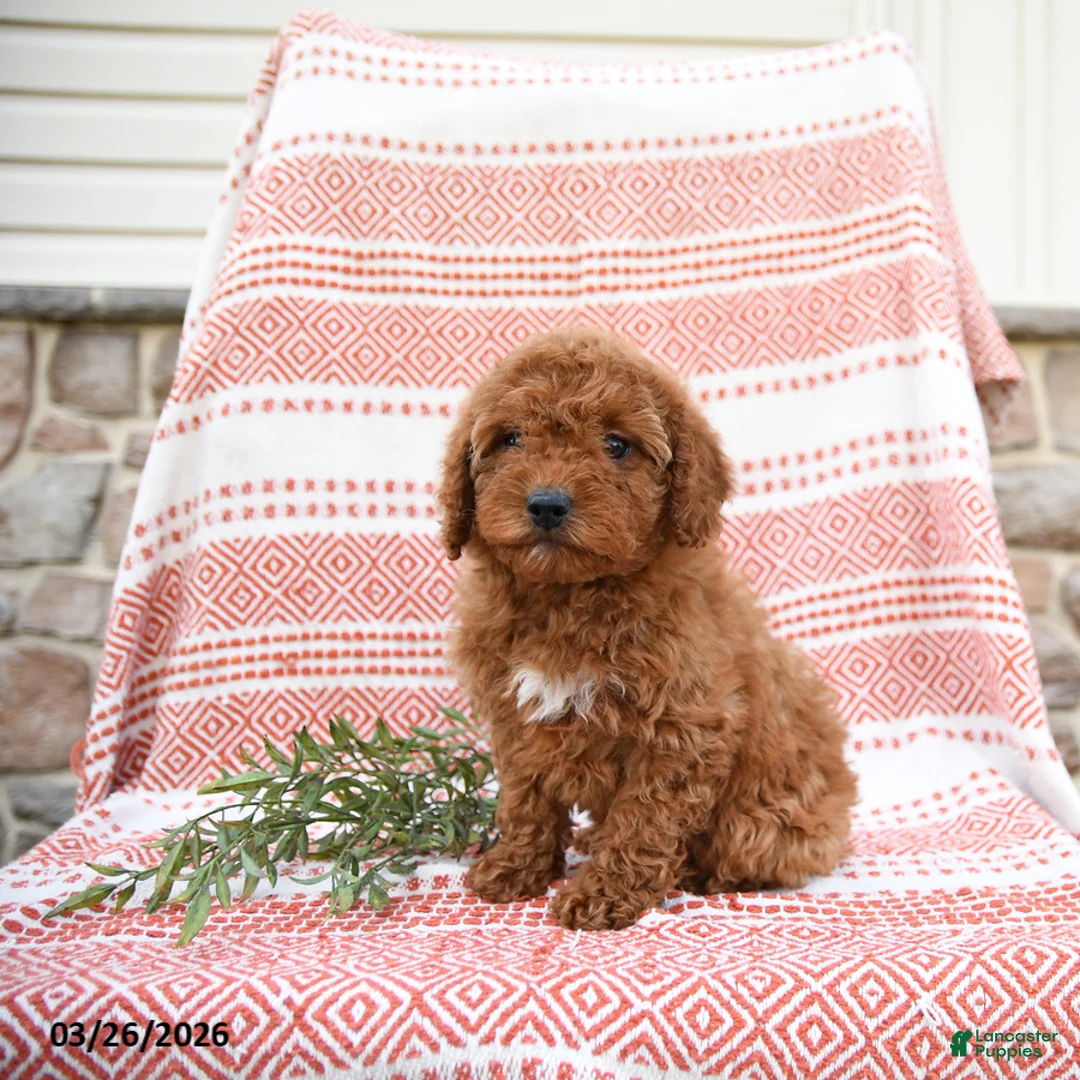 Cockapoo dogs for sale: Penny - Ad 3