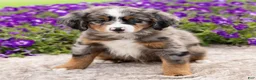 Mini Bernedoodle dogs for sale: Diego - Ad 2