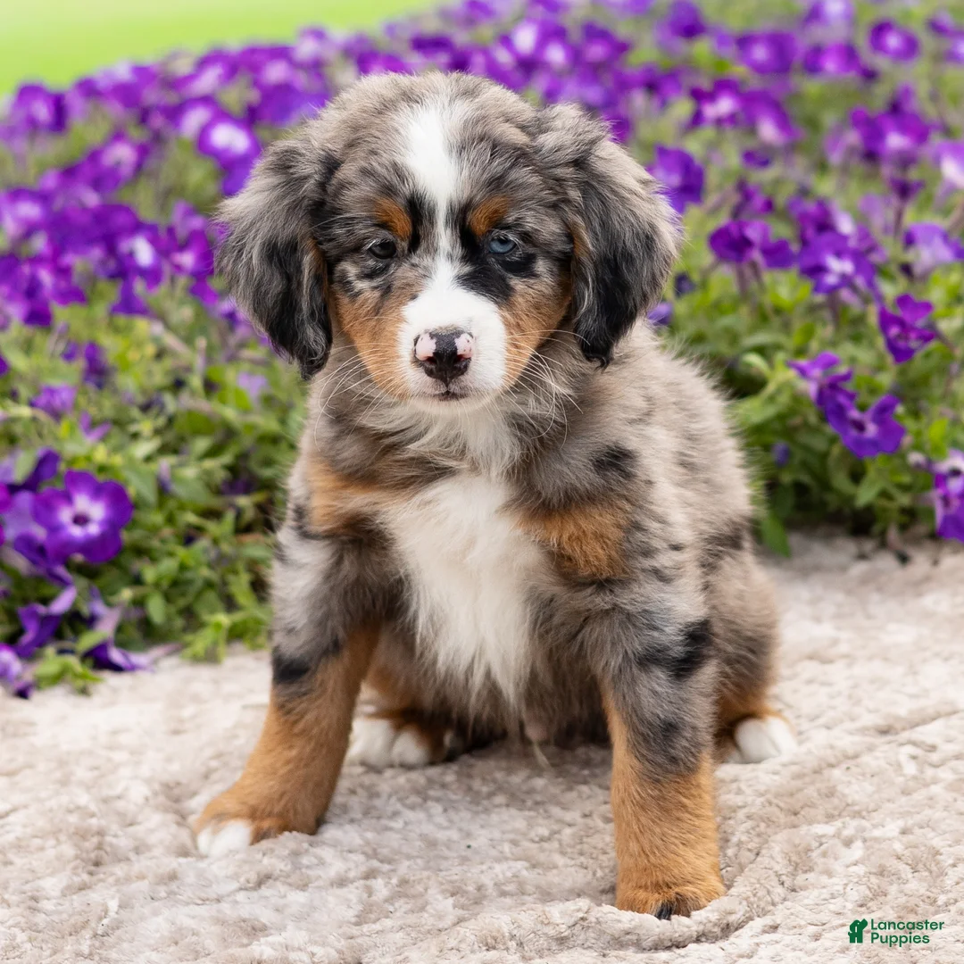 Mini Bernedoodle dogs for sale: Diego - Ad 2