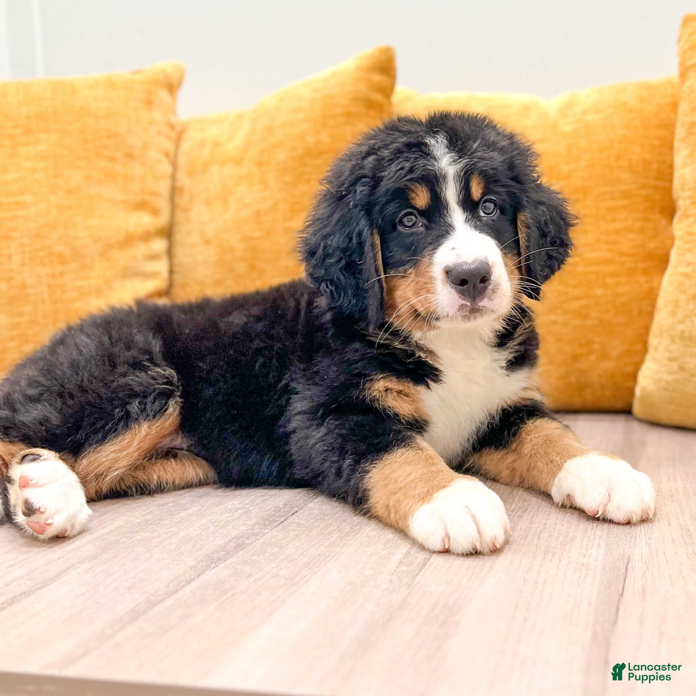 Bernese Mountain Dog dogs Amber - Ad 2