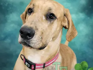 Great Dane dogs Great Dane Puppy 3 - Ad 7