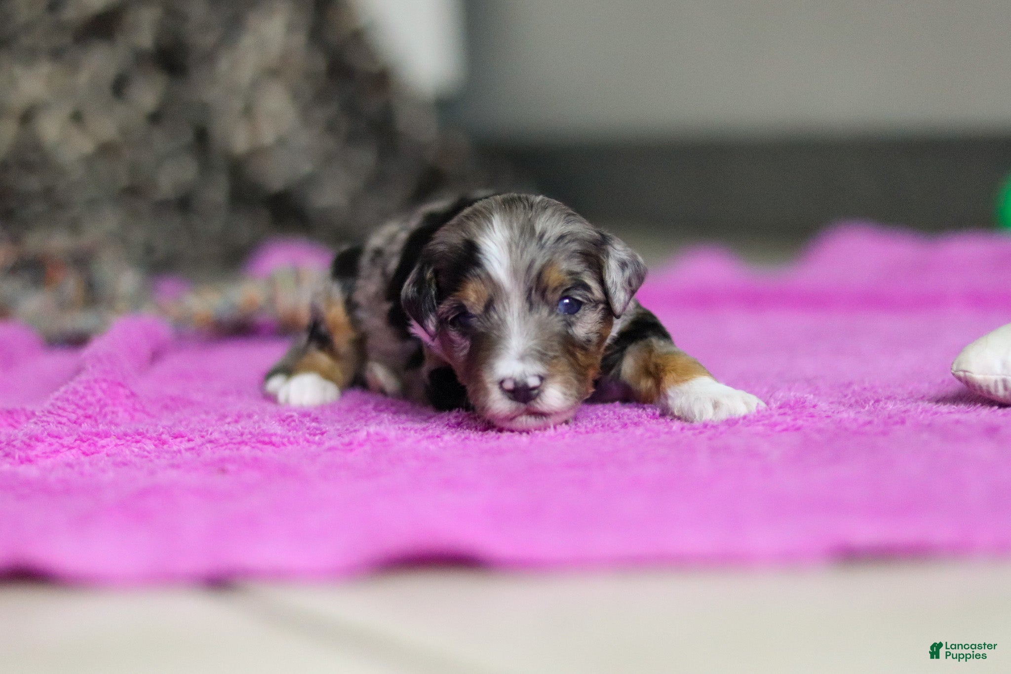 Mini Bernedoodle dogs Dallas — Male — $2499 - Ad 14