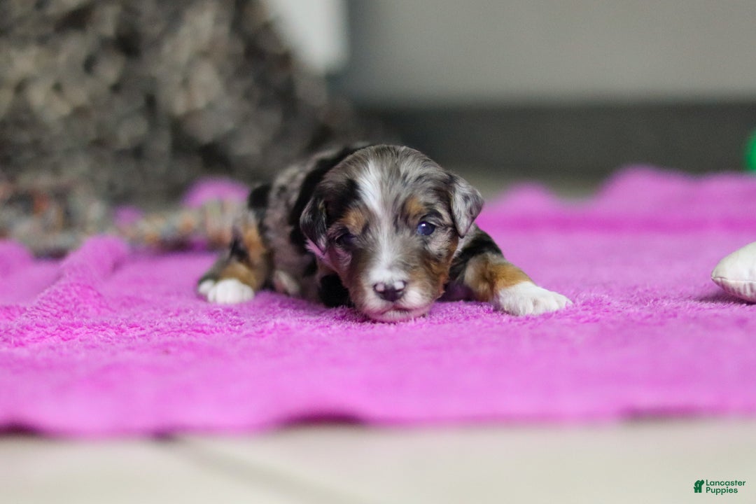 Mini Bernedoodle dogs for sale: Dallas — Male — $2499 - Ad 1