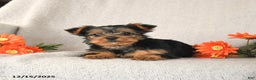 Yorkshire Terrier dogs for sale: Rusty - Ad 2