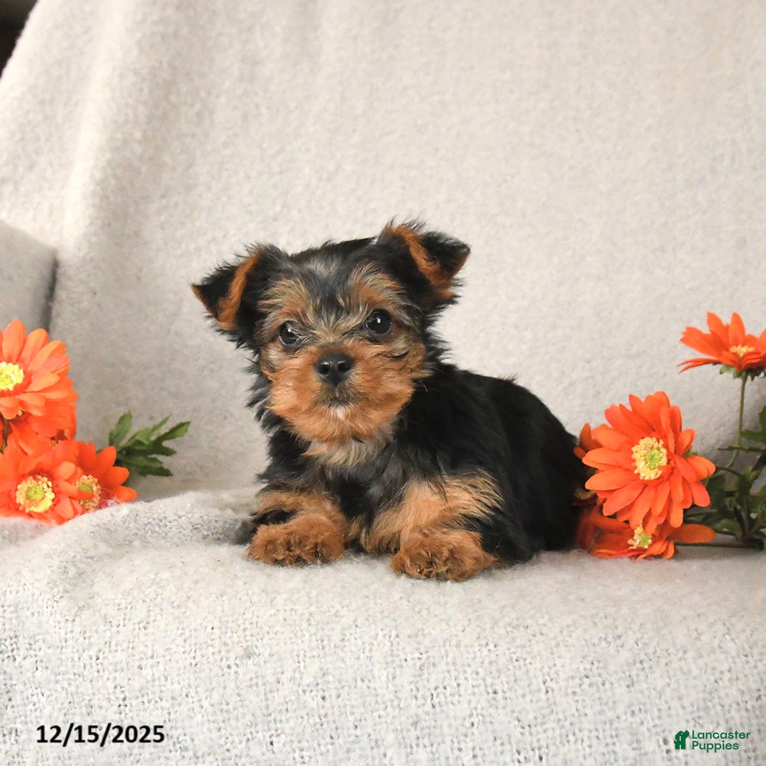 Yorkshire Terrier dogs for sale: Rusty - Ad 2