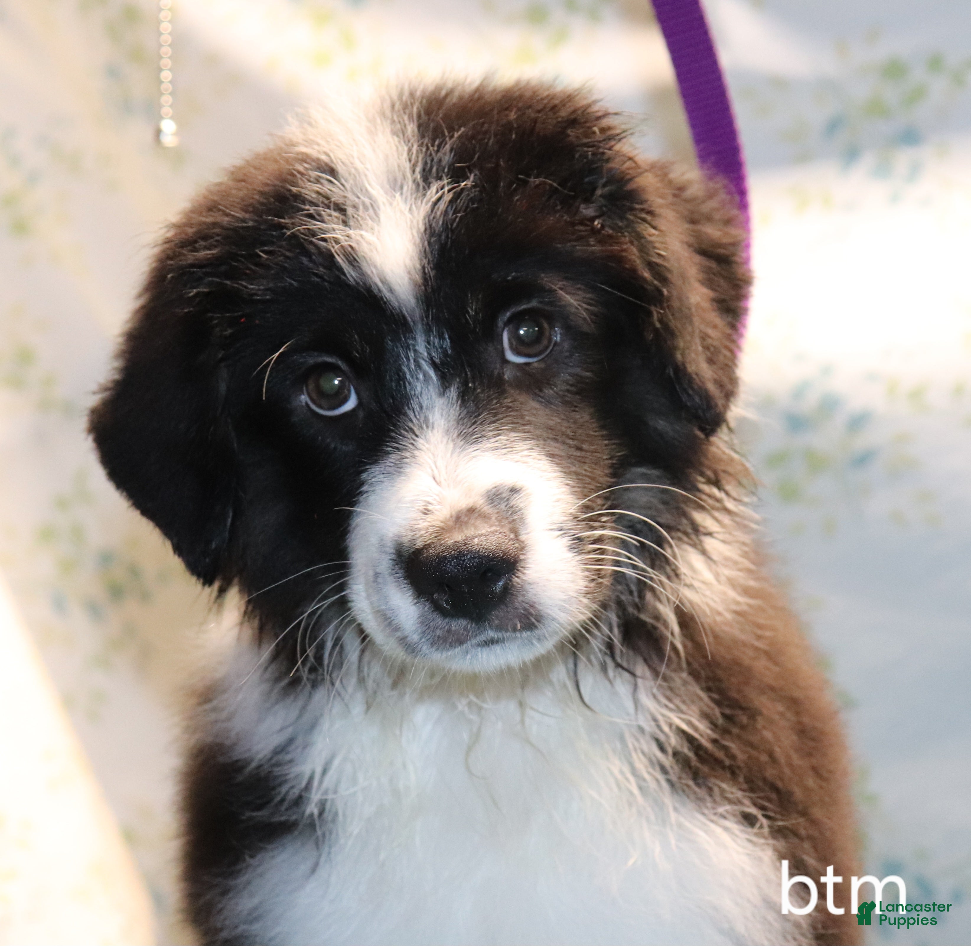 Miniature Australian Shepherd dogs Btm - Ad 8