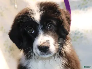 Miniature Australian Shepherd dogs Btm - Ad 8