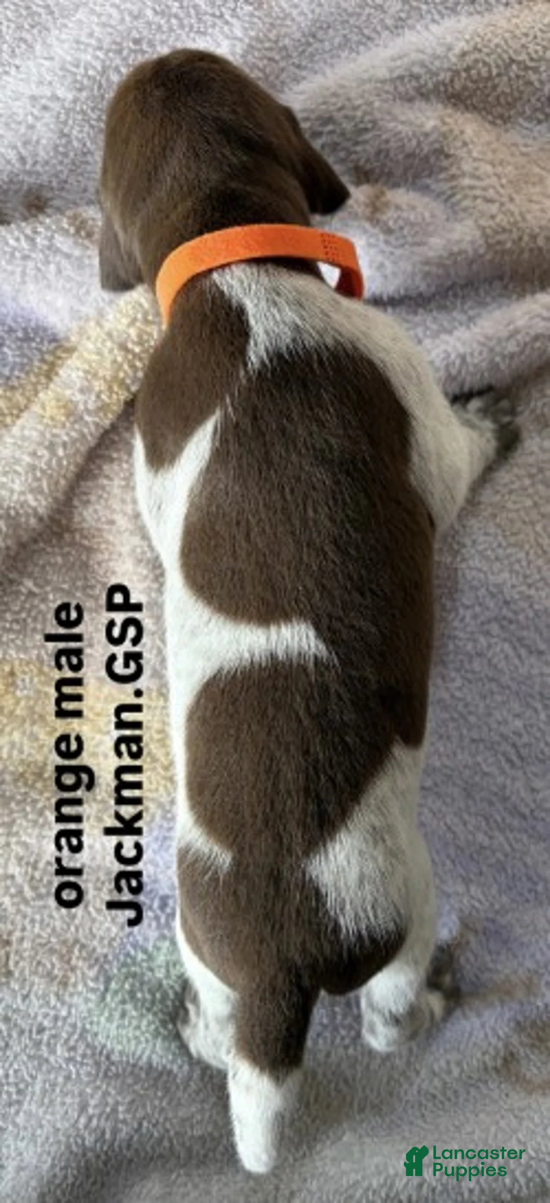 German Shorthaired Pointer dogs for sale: Orange Male - Ad 2