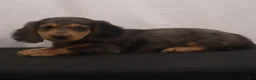 Dachshund dogs for sale: Ike - Ad 13