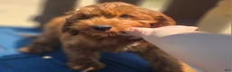 Cockapoo dogs for sale: Milan - Ad 9