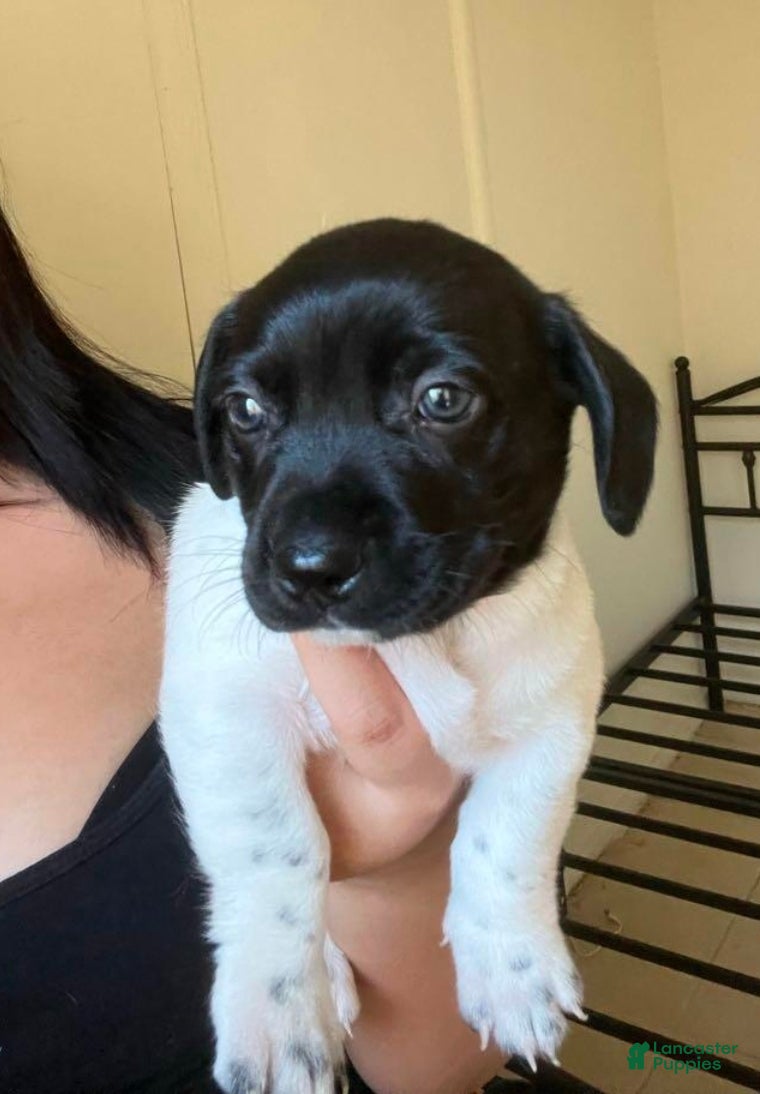 Chiweenie dogs Chiweenie Puppy 3 - Ad 7