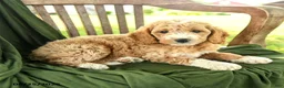 Goldendoodle dogs for sale: Branson - Ad 3