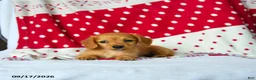 Miniature Dachshund dogs for sale: Cinnamon - Ad 5