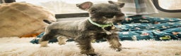 Miniature Schnauzer dogs for sale: Miles - Ad 3