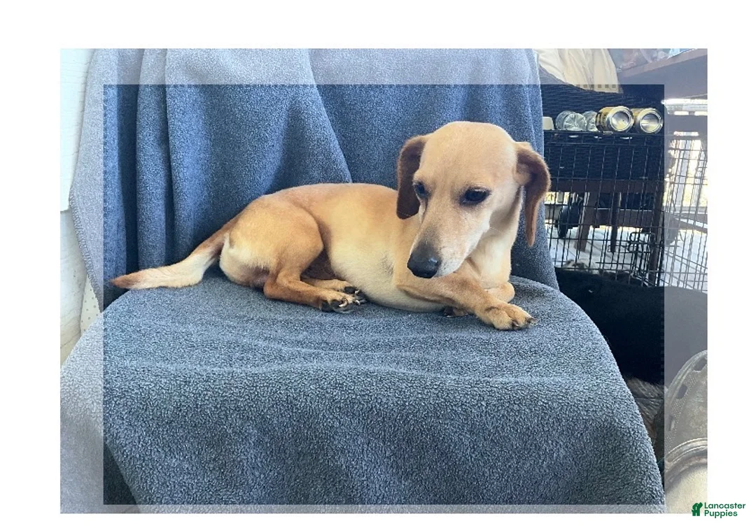 Miniature Dachshund dogs for sale: Boy 8708 - Ad 3