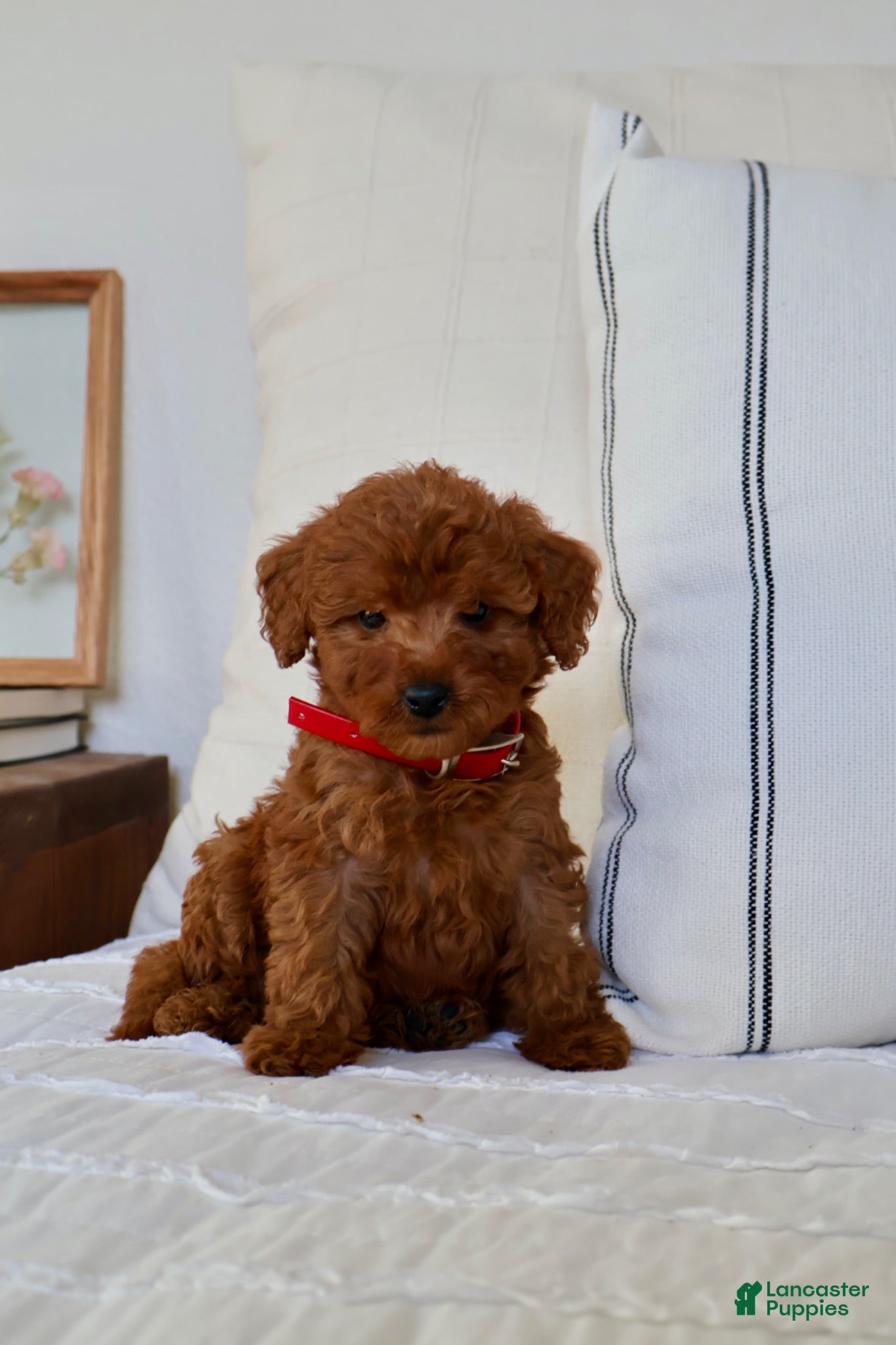 Mini Goldendoodle dogs Murphy  - Ad 1