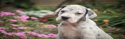 Great Dane dogs for sale: Benson Great Dane  - Ad 4