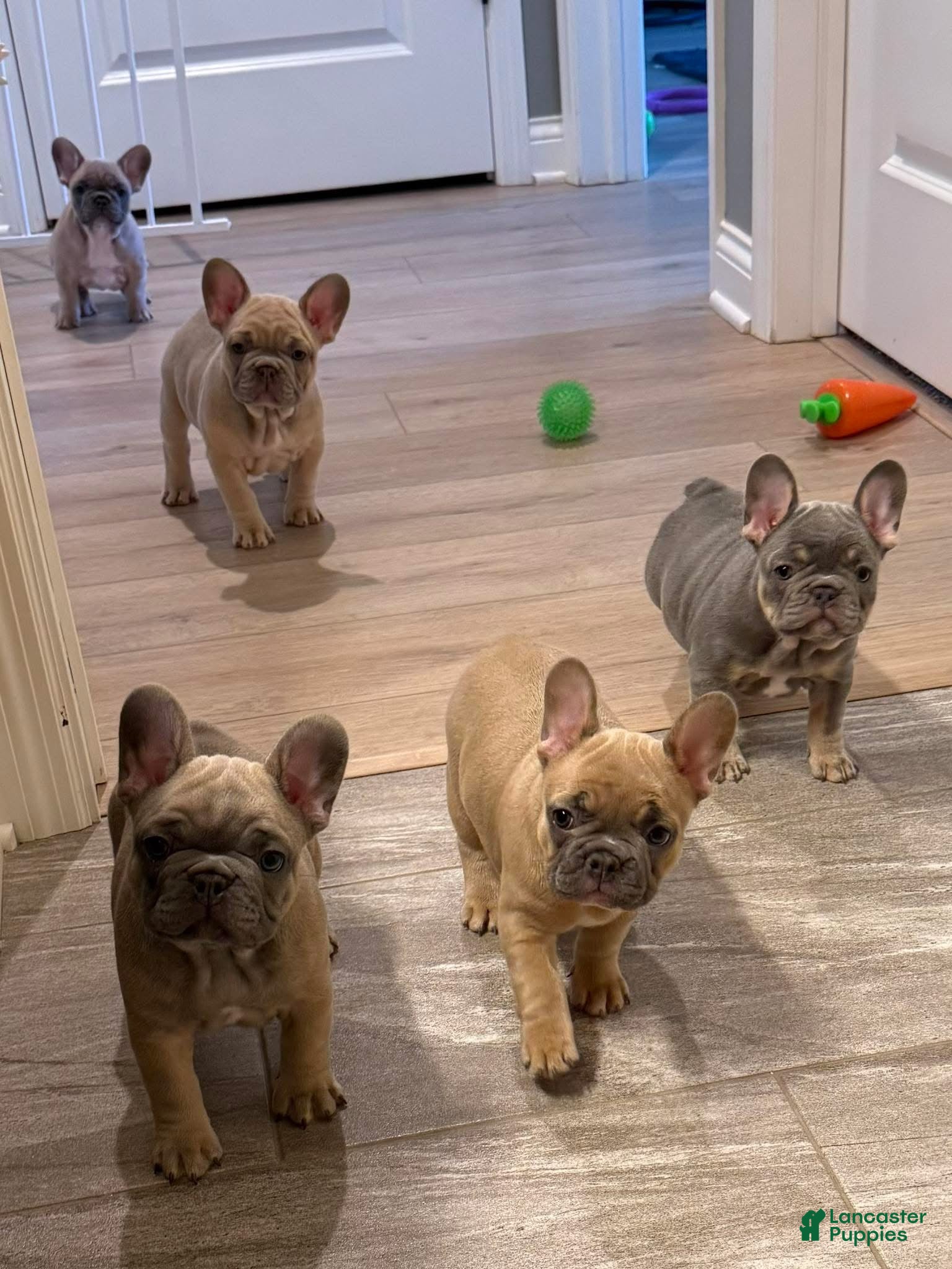 French Bulldog dogs French Bulldog Puppy 1 - Ad 36