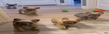 French Bulldog Puppy 1