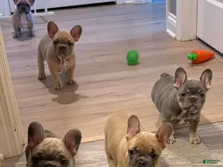 French Bulldog dogs French Bulldog Puppy 1 - Ad 36
