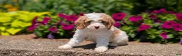 Cavapoo dogs for sale: Russ - Ad 9