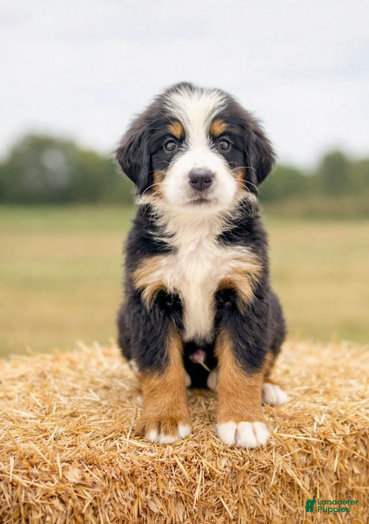 Bernese Mountain Dog dogs Jetson - Ad 1