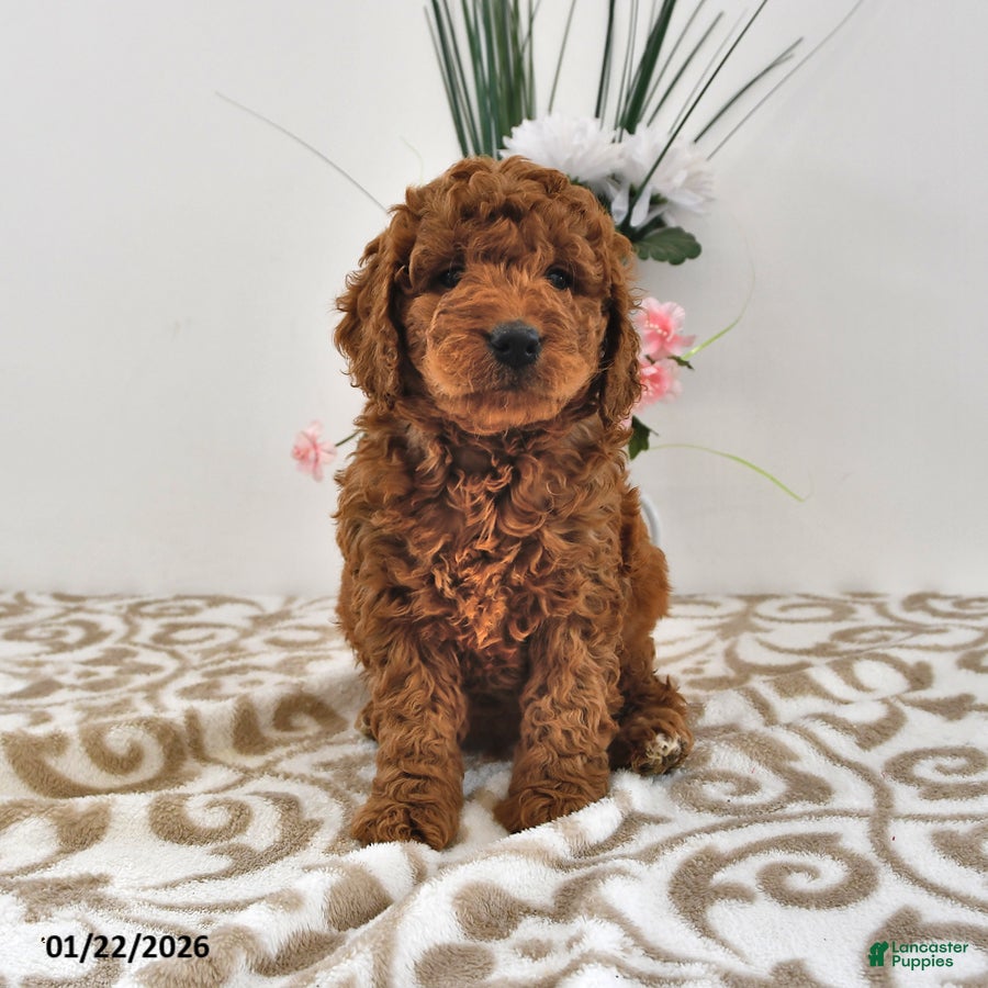 Mini Goldendoodle dogs Otis - Ad 2