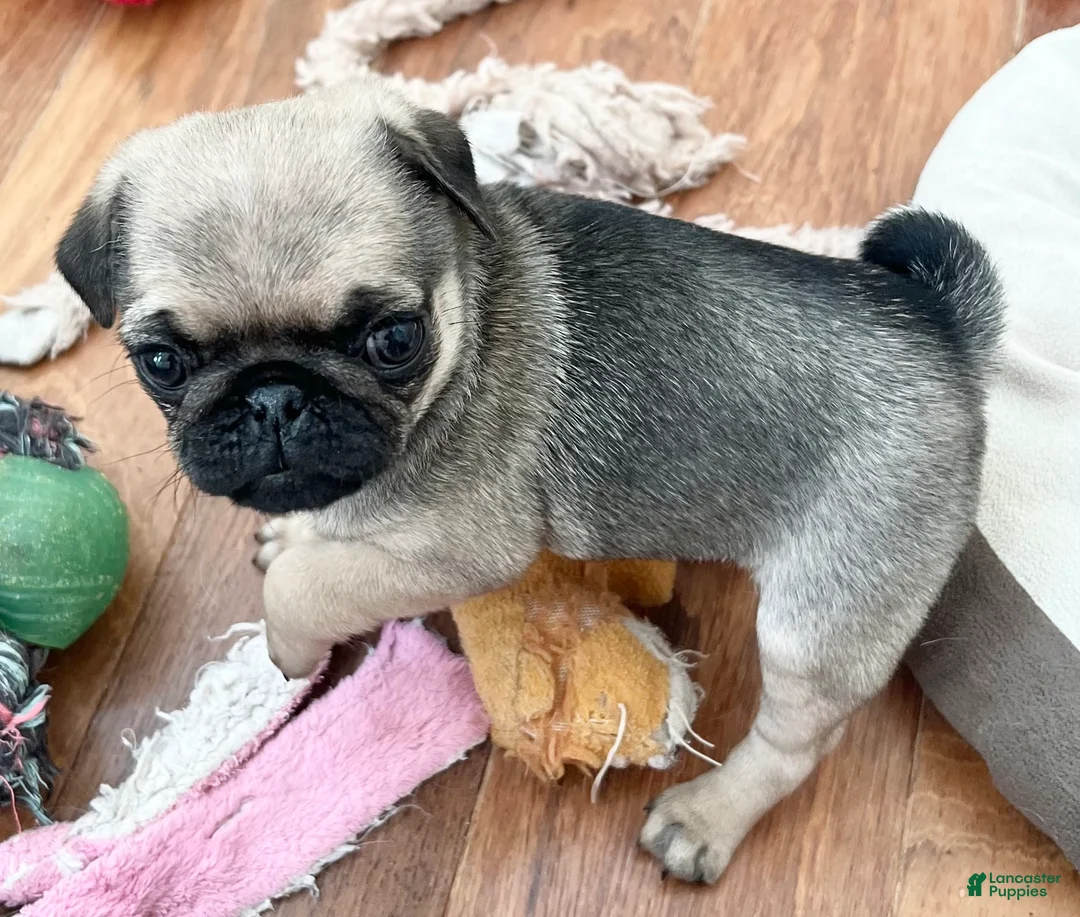 Pug dogs for sale: Pug Puppy 4 - Ad 1