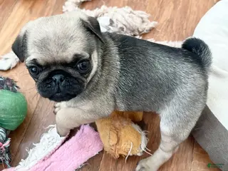 Pug dogs Pug Puppy 4 - Ad 2